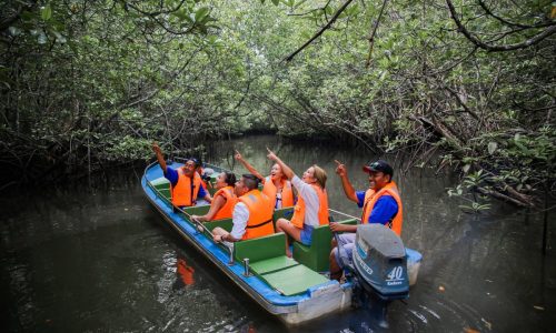 bintan-mangrove-tours.jpg